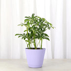 Thorsen's Greenhouse Live Arboricola Umbrella Tree Plant, Schefflera Arboricola, Natural Air Purifier, Easy to Grow, Live Indoor Houseplant, 4-inch Diameter (Lavender)