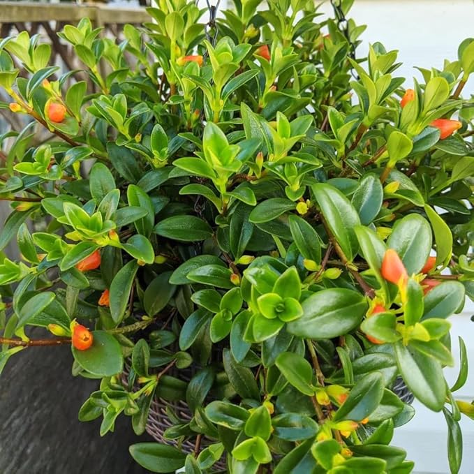 Goldfish Plants Live in 4 Inches Pot, Orange Goldfish Flower Plant, Live Houseplants Succulent for Hanging Basket, Well Rooted, 4-7 Inches Tall