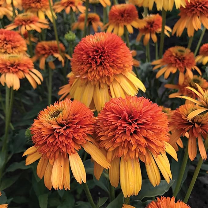 300+ Mix Double Echinacea Seeds - Double Coneflower Seeds Echinacea Flower Perennial Bloom Flowers Rare Plant