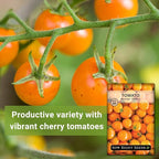 Sow Right Seeds - Orange Cherry Tomato Seeds for Planting - Non-GMO Heirloom Packet with Instructions to Plant & Grow an Outdoor Home Vegetable Garden - High Yield Salad Tomato - Great Gift (1)