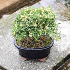 Brussel's Live Harland Boxwood Outdoor Bonsai Tree - 3 Years Old; 6" to 8" Tall with Decorative Container