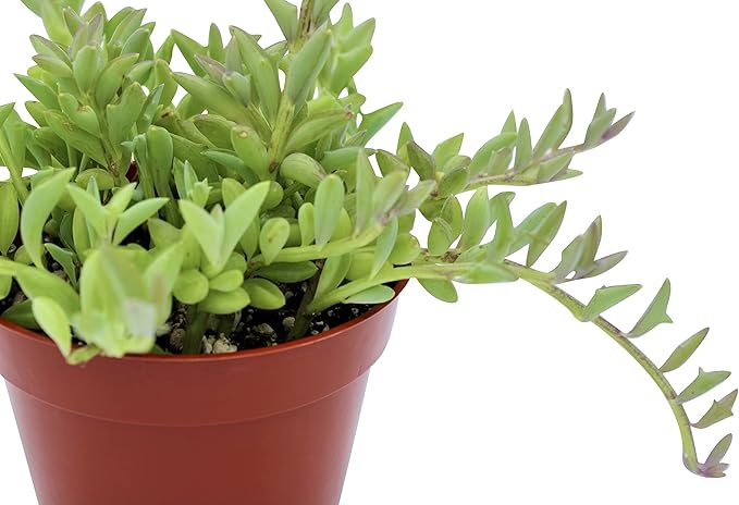 Live Succulent 4" String of Dolphins, Succulents Plants Live, Succulent Plants Fully Rooted, House Plant for Home Office Decoration, DIY Projects, Party Favor Gift by The Succulent Cult