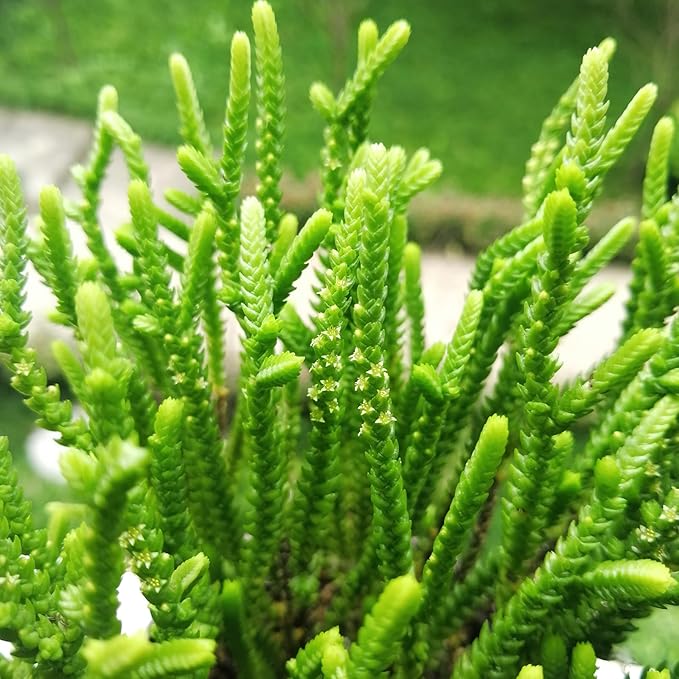 Sprout N Green Watch Chain, Live Crassula muscosa Succulent Plant Fully Rooted in 4" Pot, Home Office Indoor Outdoor Wedding Decoration DIY Projects Party Favor, Easy to Care, Keep Away from Pets
