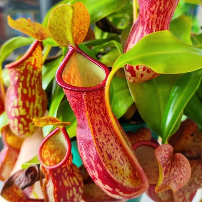 150+ Nepenthes Seeds - Tropical Carnivorous Plants, Unique Pitcher Shapes for Balcony & Garden Decoration, Moisture -Tolerant Easy Care