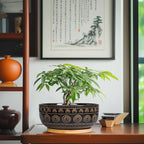 Eightpot Ceramic Bonsai Pots - 8 Inch Plant Pot for Succulent, Round Planter for Indoor Plants, Shallow Planters with Drainage Hole and Tray, Boho Bonsai Bowl, Living Room Decor, Black