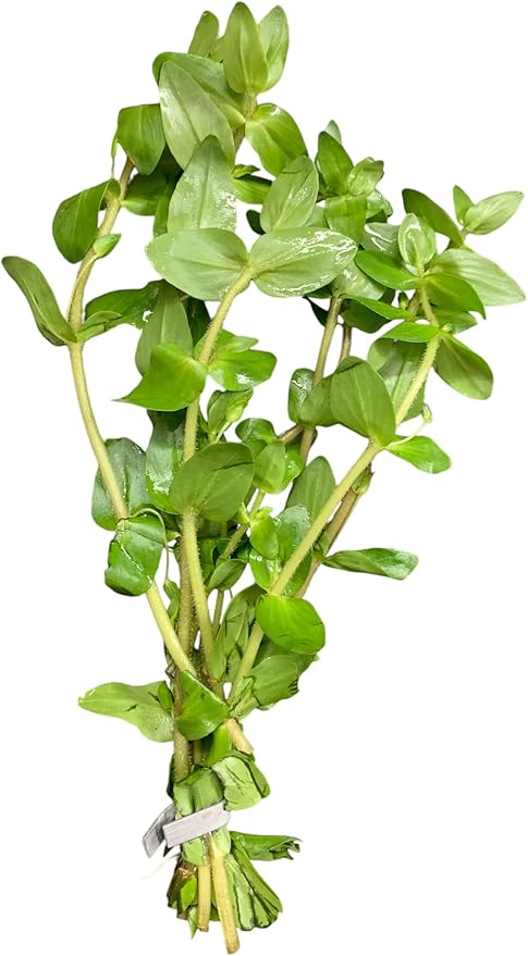 Bacopa caroliniana Easy Freshwater Live Aquarium Plant (8+ Stems)