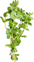 Bacopa caroliniana Easy Freshwater Live Aquarium Plant (8+ Stems)