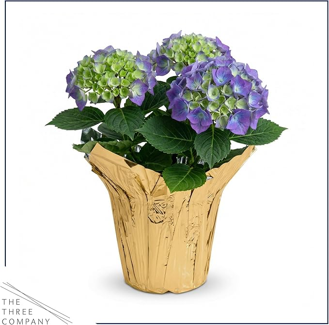 Live Flowering Hydrangea - Shades of Blue, 3+ Beautiful Blooms, 10" Tall by 5" Wide in 1 Quart Pot with Deco Cover