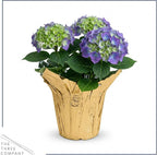 Live Flowering Hydrangea - Shades of Blue, 3+ Beautiful Blooms, 10" Tall by 5" Wide in 1 Quart Pot with Deco Cover
