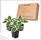 Live Perennial Hosta - Patriot (3 Plants Per Pack) Beautiful Accent Plant, 10" Tall by 4" Wide in 1 Qt Pot