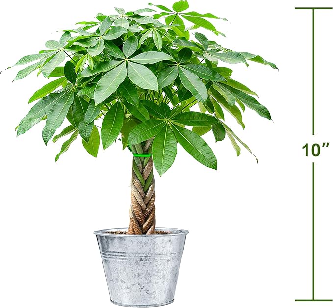 Sprout N Green 8-10" Money Tree with 5 Lucky Braid, Live Plant with Silver Metal Pot, Decoration for Indoor Home Office Tabletop Windowsill Side Table, Housewarming Christmas Gift