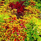 150+ Mix Rainbow Coleus Seeds for Planting - Beautiful Plant in Your Home Garden - Indoors or Outdoors - Attractive and Colorful Coleus Seeds