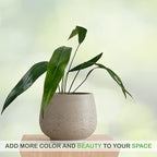 LEAL PLANTS ECUADOR Anthurium SP Morona| Exotic Indoor Plant | Live Tropical Houseplant for Home Décor| Beautiful Green Live Plant | Easy-Care Indoor Houseplant,Unique Gift for Plant Lover