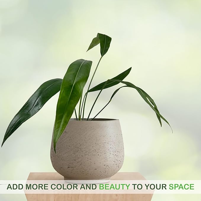 LEAL PLANTS ECUADOR Anthurium SP Morona| Exotic Indoor Plant | Live Tropical Houseplant for Home Décor| Beautiful Green Live Plant | Easy-Care Indoor Houseplant,Unique Gift for Plant Lover