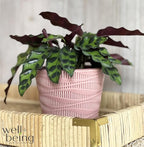 Nature's Way Farms Calathea Rattlesnake, Live Indoor Houseplant, Long Leaf Prayer Plant, Tropical Plant, Pet Safe in Growers Pot (7-11 inches Tall)