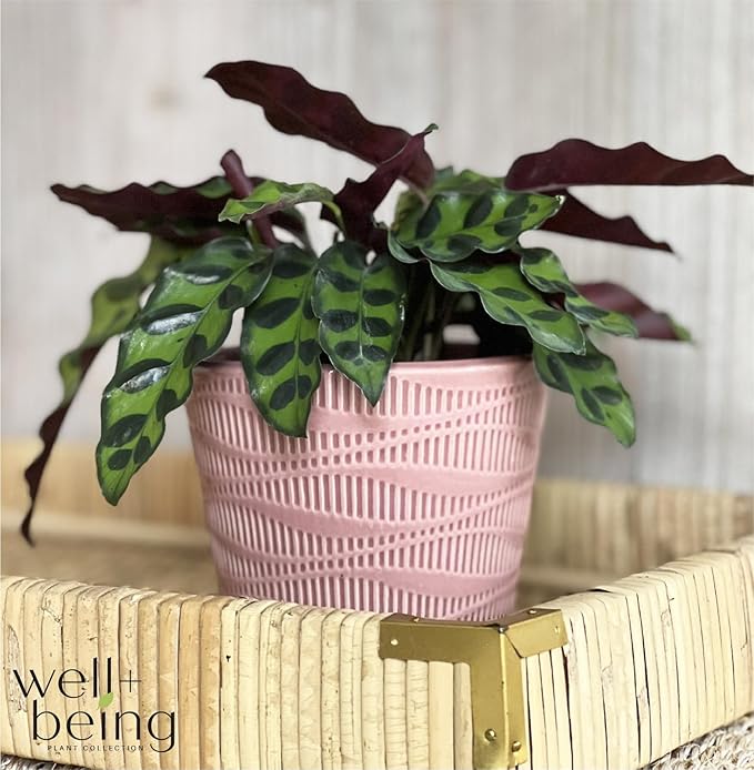 Nature's Way Farms Calathea Rattlesnake, Live Indoor Houseplant, Long Leaf Prayer Plant, Tropical Plant, Pet Safe in Growers Pot (7-11 inches Tall)