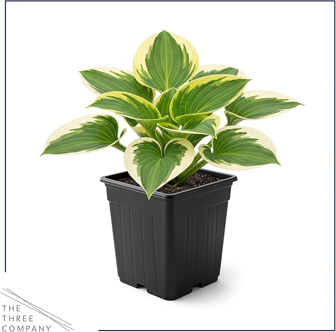 Live Perennial Hosta - Bedazzled (3 Plants Per Pack) Beautiful Accent Plant, 10" Tall by 4" Wide in 1 Qt Pot