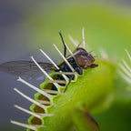 Costa Farms Live Carnivorous Plant Collection, Venus Flytrap (9-Pack), Natural Indoor Pest Control, Exotic Predator Plants, Unique Home Decor