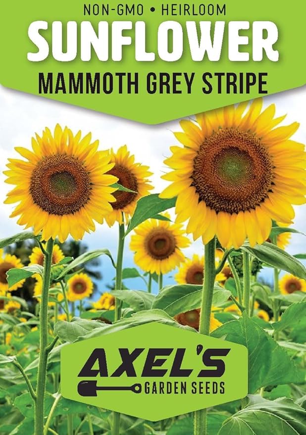 Mammoth Sunflower Seeds for Planting - Grow Giant Sun Flowers in Your Garden - 50 Non GMO Heirloom Seeds - Full Planting Instructions for Easy Grow - Great Gardening Gifts (5 Packets)