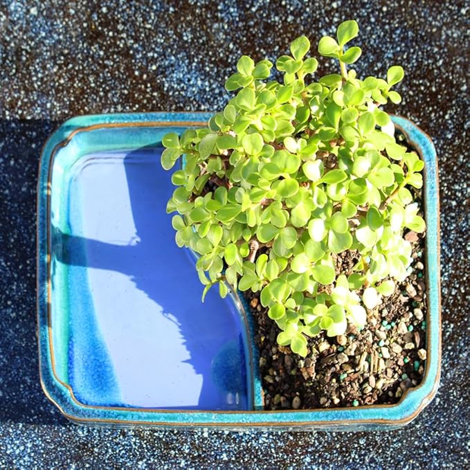 Brussel's Bonsai Live Dwarf Jade Bonsai Tree, Indoor - Medium, 4 Years Old, 8 to 12 Inches Tall - Jade Tree in Decorative Water Bonsai Pot