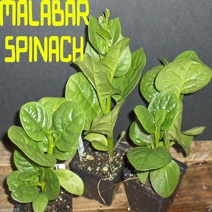 500 Green Malabar Spinach Seeds - Heat loving, frost sensitive.fast-growing vine