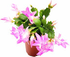Thanksgiving Cactus, Pink Seasonal Blooms, Live Indoor Plant, Flowering Houseplant, Christmas Cactus, 4-Inch Pot, Holiday Decor, Pet Safe, Free Heat Pack