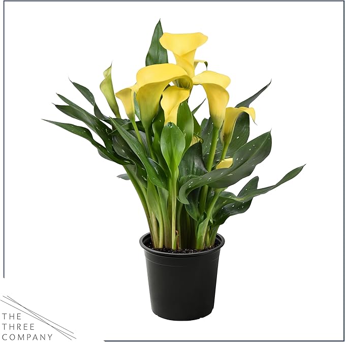 Live Flowering Calla Lily (2 Plants Per Pack) - Yellow, 3+ Blooms - Beautiful Spring Perennial - 12" Tall by 5" Wide in 1 Qt Pot
