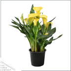 Live Flowering Calla Lily (2 Plants Per Pack) - Yellow, 3+ Blooms - Beautiful Spring Perennial - 12" Tall by 5" Wide in 1 Qt Pot
