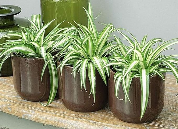 American Plant Exchange Spider Plant – Live Indoor Hanging Houseplant, 8-Inch Hanging Basket – Air-Purifying Chlorophytum Plant for Home, Office, and Indoor Décor