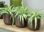 American Plant Exchange Spider Plant – Live Indoor Hanging Houseplant, 8-Inch Hanging Basket – Air-Purifying Chlorophytum Plant for Home, Office, and Indoor Décor