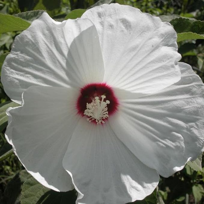 Chalily White Water Hibiscus, a Great Live Pond Plant for Your Water Garden. Filters The koi and Goldfish Pond. Good for Bogs, Plant Shelf or Shallow Water This marginal Aquatic is a Real Beauty