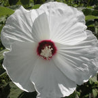 Chalily White Water Hibiscus, a Great Live Pond Plant for Your Water Garden. Filters The koi and Goldfish Pond. Good for Bogs, Plant Shelf or Shallow Water This marginal Aquatic is a Real Beauty