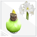 Waxed Amaryllis Bulb - Lime Green Wax, White Blooms - Easy Care - No Watering Needed! Beautiful Spring Décor