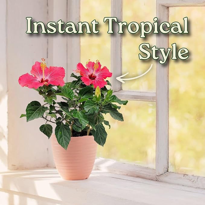 Tropical Plants of Florida - Pink Hibiscus Bush Dwarf - Tropical Flowering Plant Large - 12" to 16" Overall Height - 1 Gallon Planter (Plant Only)