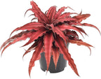 Cryptanthus Super Red Earth Star Live Indoor Plant in 4 in. Plastic Grower Pot **8*Cannot Ship to California and Hawaii**