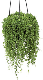 Live String of Pearls Succulent Plant Decor Hanging Basket, Real Succulents & Houseplants for Home or Office, Senecio Rowleyanus, Unique House Plants