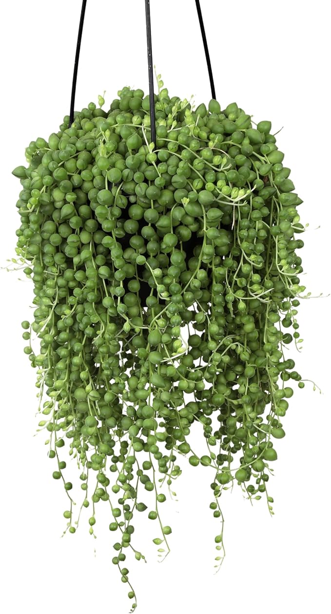 Live String of Pearls Succulent Plant Decor Hanging Basket, Real Succulents & Houseplants for Home or Office, Senecio Rowleyanus, Unique House Plants