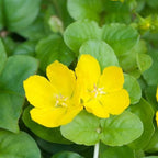 Chalily Creeping Jenny 'Golden', a Great Live Pond Plant for Your Water Garden. Filters koi and Goldfish Ponds. Good for Bogs, Plant Shelf or Shallow Water This marginal Aquatic is a Real Beauty