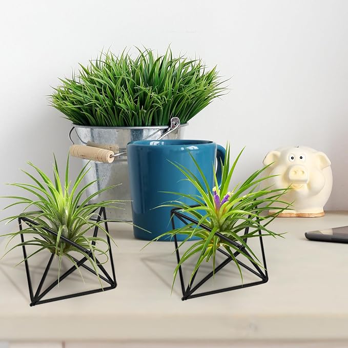 Hanging Air Plants Holders, 2Pcs Metal Air Plant Hangers for S-M Sized Air Plants, Himmeli Geometric Planter to Add a Sense of Style and Relaxation for Home Office Wedding (Black, 2pcs)