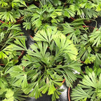 RedCrocus Assorted Ferns Indoor & Outdoor- Lush Green Fronds, Shade-Loving, Pet Safe, Container & Garden Plant for Shaded Areas, Attractive Foliage 4" Pot (Pack of 4)