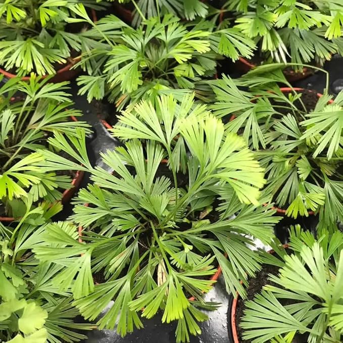RedCrocus Assorted Ferns Indoor & Outdoor- Lush Green Fronds, Shade-Loving, Pet Safe, Container & Garden Plant for Shaded Areas, Attractive Foliage 4" Pot (Pack of 4)