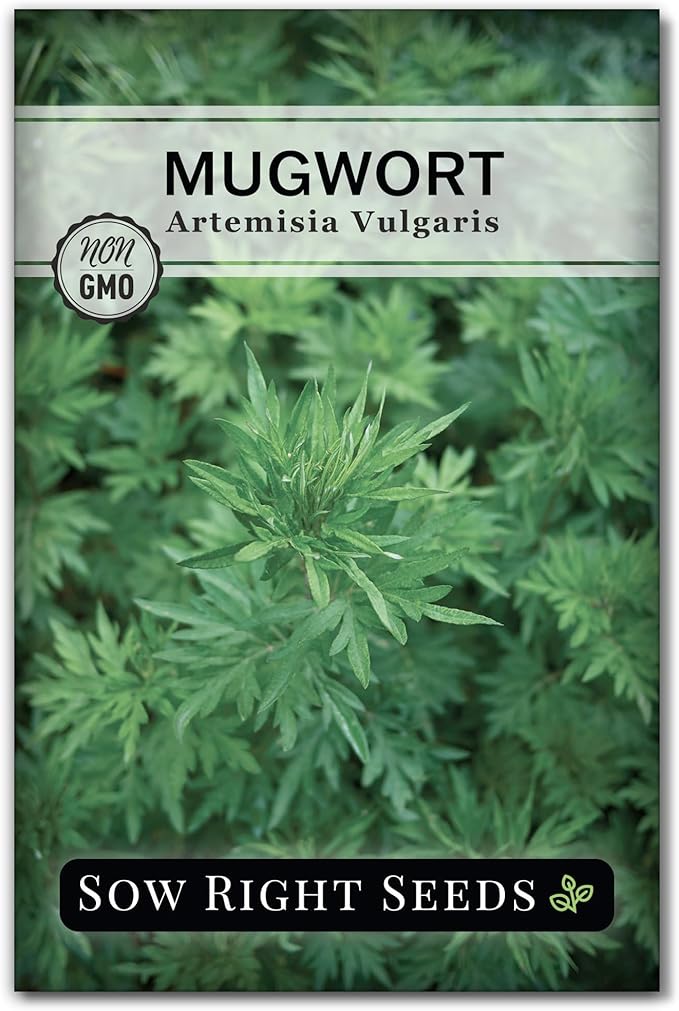 Sow Right Seeds - Mugwort Seeds for Planting - Non-GMO Heirloom Packet with Instructions to Plant an Outdoor or Indoor Herb Garden - Rare Perennial, Wild Wormwood - Medicinal & Culinary Cronewort (1)