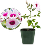 My Shelfie - Pink Bower Flower Vine, Pink Plant Vine for Trellises, Railings, Balconies, and More, 5-6 Inches Tall Live Plants in 2-Inch Pot, Outdoor Plant for USDA Zones 9-11 (5)