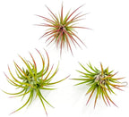 ragnaroc Air Plants - Tillandsia Ionantha Fuego, Regular 2-3" - 3ct - Live Arrival Gauranteed - House Plants for Home Decor & Gift