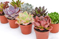 Live Echeveria Succulent Plants (8 Pack) – Assorted 4-Inch – Fully Rooted Echeveria Succulents – Live Rosette Succulent Set
