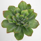 Briful Succulents Plants Artificial for Home Decor, Realistic Potted Fake Plant, Bubbled Plant Pot, Cute Succulents Faux Plant, Shelf Tables Decor, Modern Farmhouse Home Decorations
