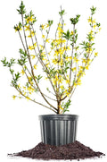 PERFECT PLANTS Lynwood Gold Forsythia Shrub 3 Gallon | Live Shrubs for Outdoor Planting | Fast Growing & Provides Privacy | Gorgeous Yellow Flower in Spring