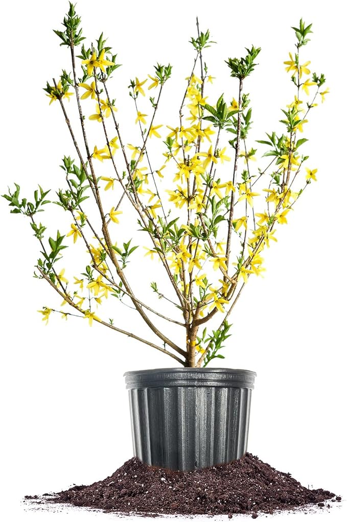 PERFECT PLANTS Lynwood Gold Forsythia Shrub 3 Gallon | Live Shrubs for Outdoor Planting | Fast Growing & Provides Privacy | Gorgeous Yellow Flower in Spring