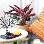 Stromanthe sanguinea Triostar (4 inch) - Pet-Friendly Houseplants - Attractive Indoor Plants, Easy to Grow, Pet Safe Plants for Cats & Dogs, Ideal for Home Decor, Office & Gift