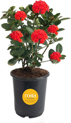 Costa Farms Ixora Maui Red (Jungle Flame) Live Outdoor Plant, Flowering Tropical Shrub, 24-36 Inches Tall, Attracts Butterflies, Full Sun Live Houseplant